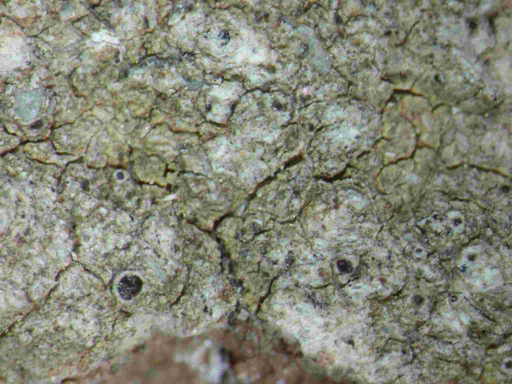 [Lecanora campestris]